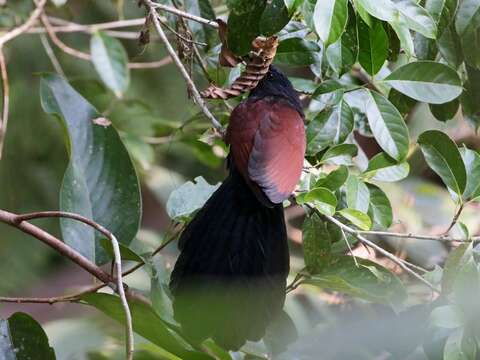 Image of Green-billed Coucal