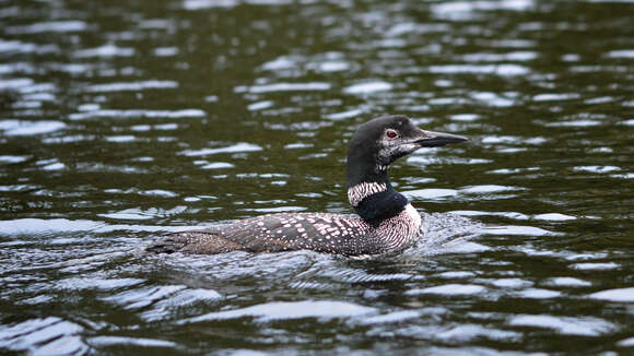 Image of loons