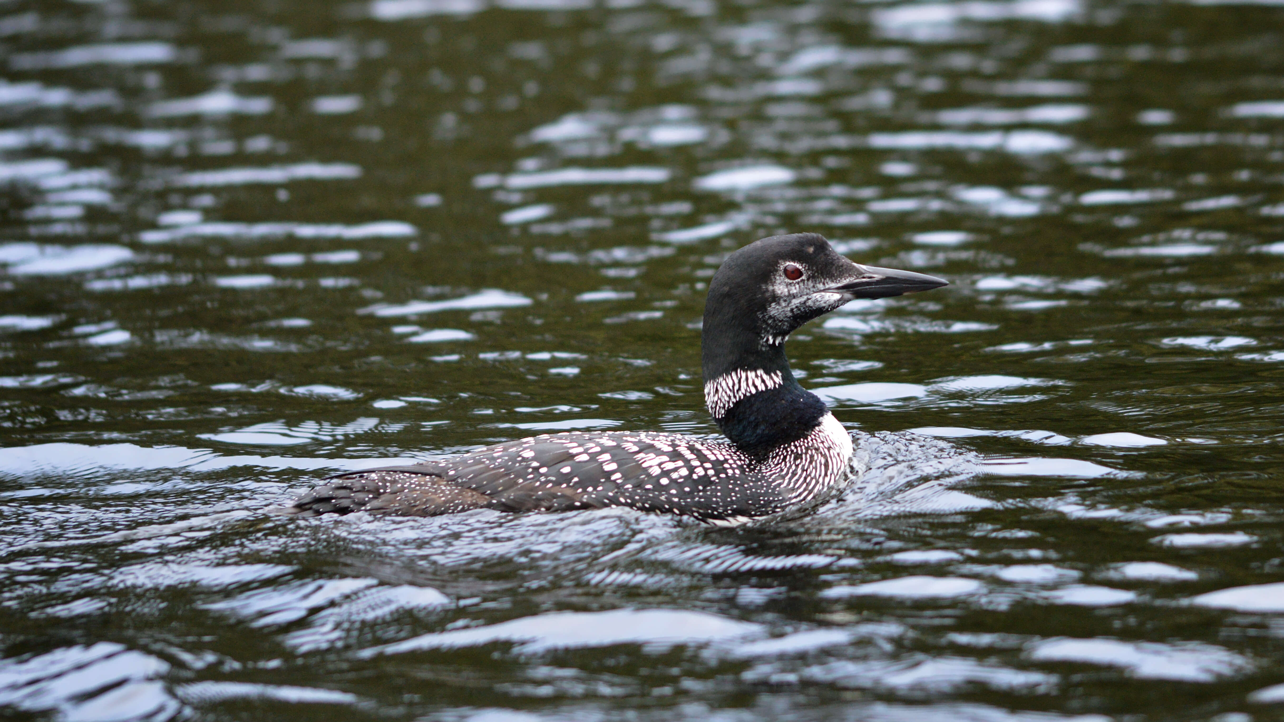 Image of loons