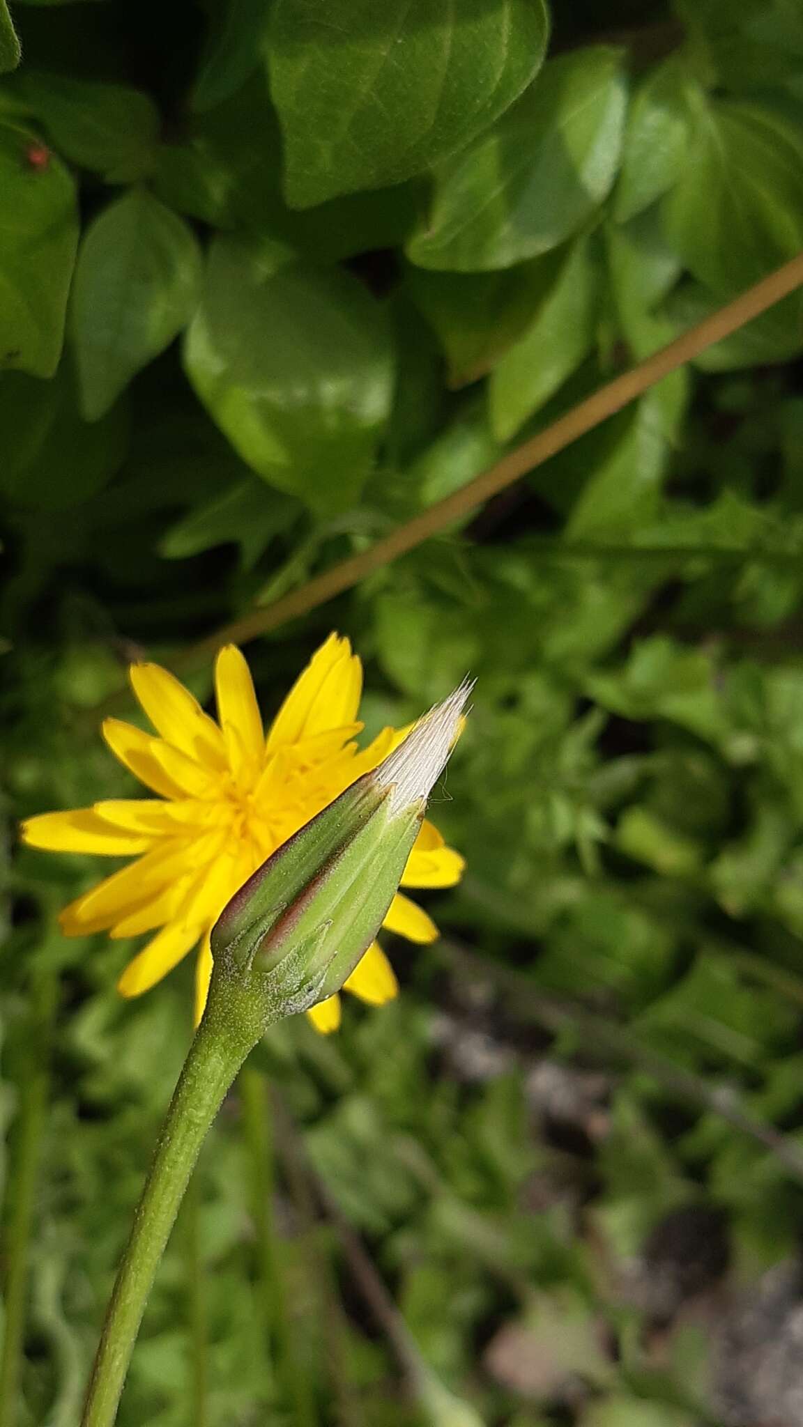 Image of Hyoseris radiata subsp. radiata