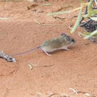 Image of Sandy Inland Mouse
