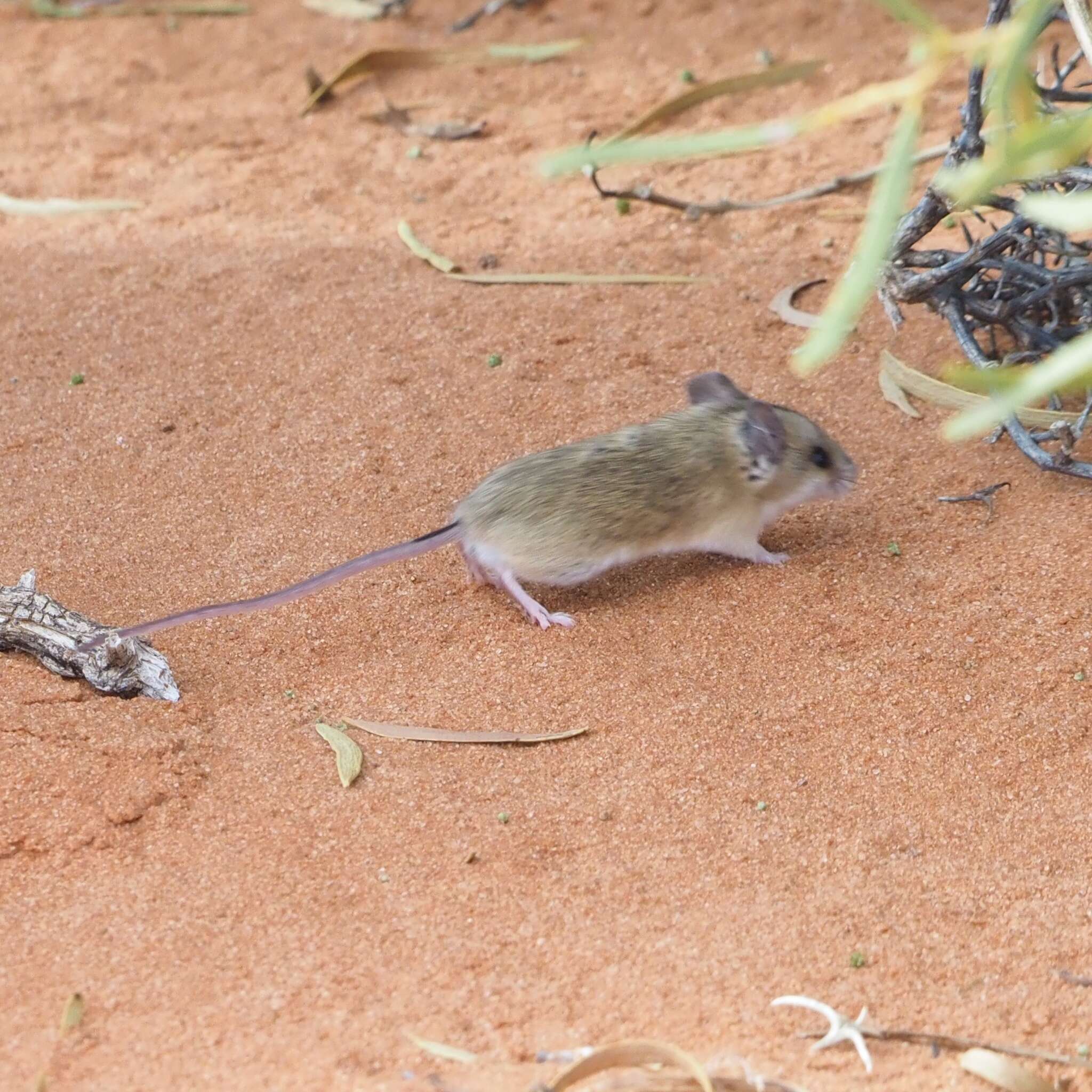 Image of Sandy Inland Mouse