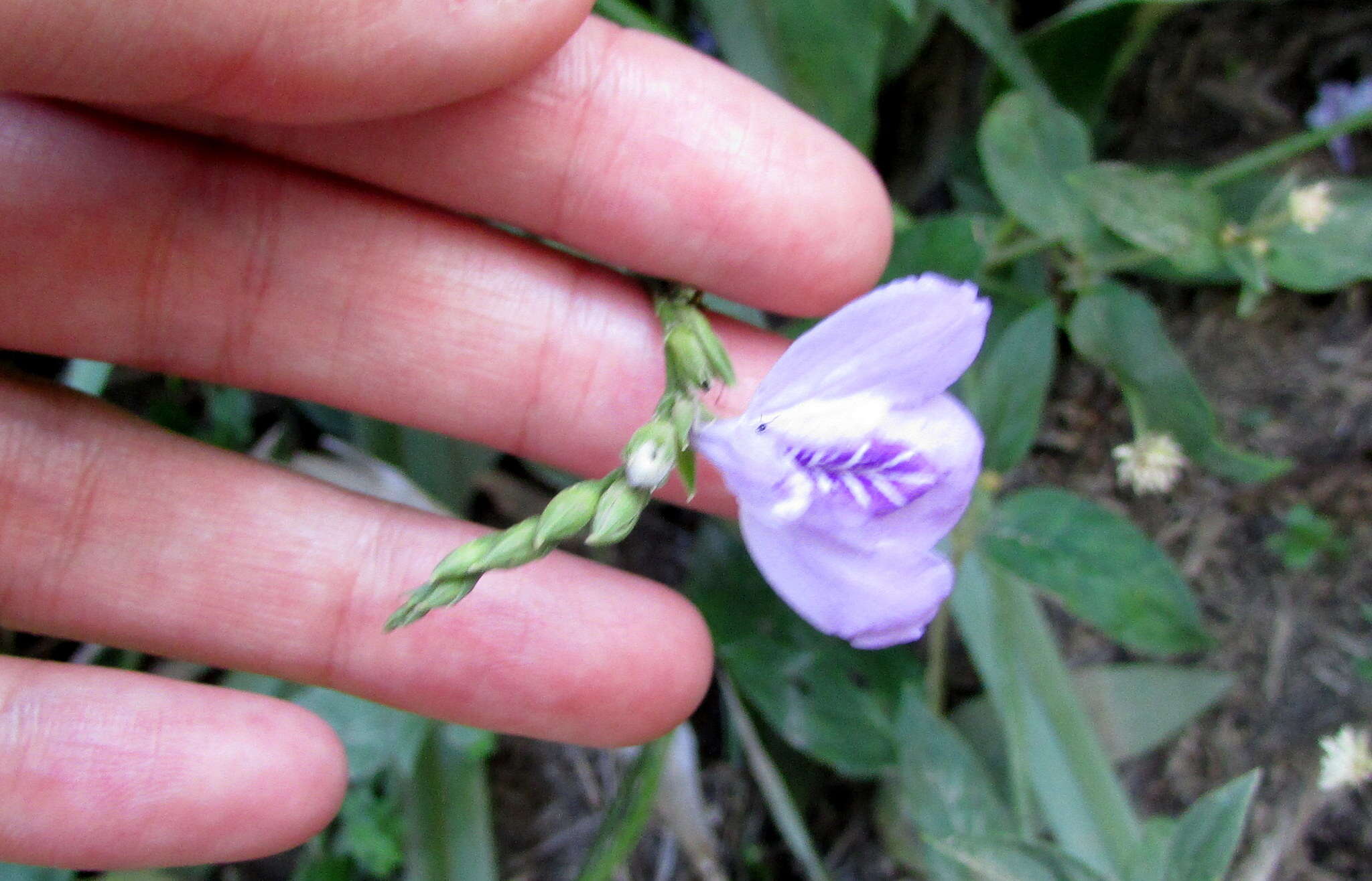 Image of Justicia axillaris (Nees) Lindau