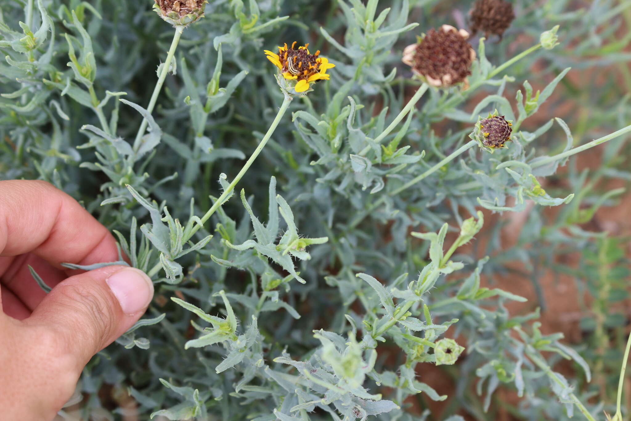 Image of Texas blueweed