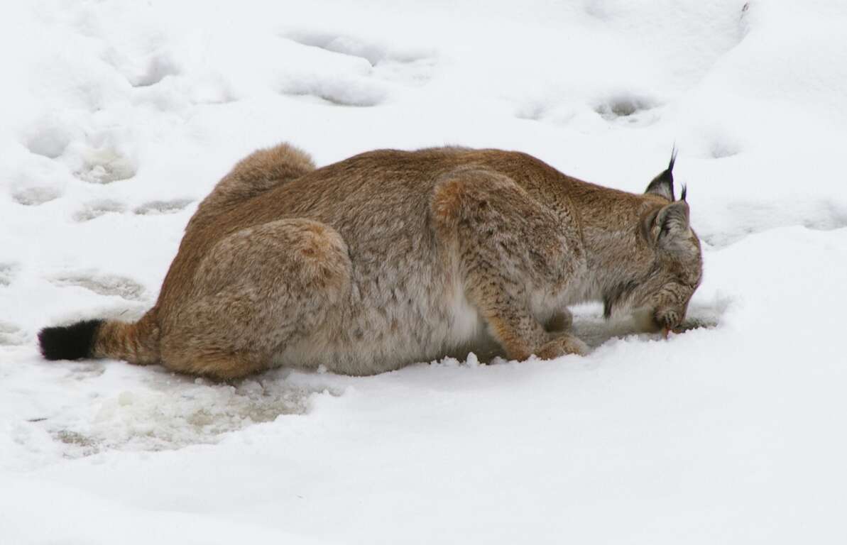 Image of Eurasian lynx