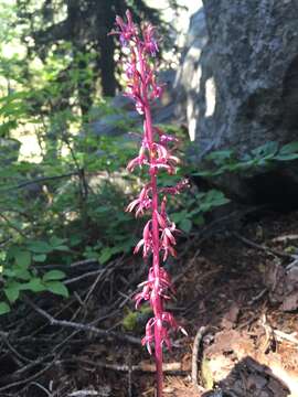 Image of Pacific coralroot