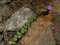 Image of Campanula arvatica subsp. adsurgens (Leresche & Levier) Damboldt