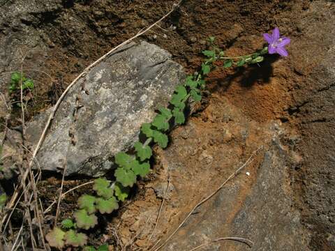 Image of Campanula arvatica Lag.