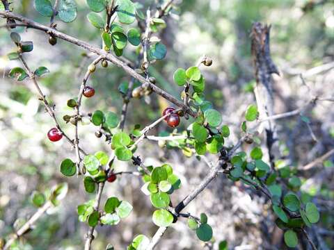 Imagem de Coprosma rhamnoides A. Cunn.