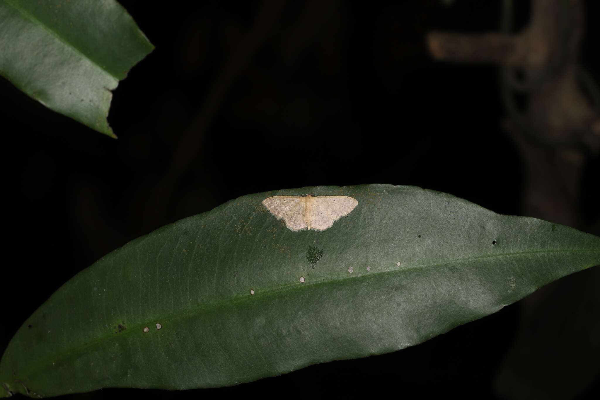 صورة Idaea ptyonopoda Hampson 1895