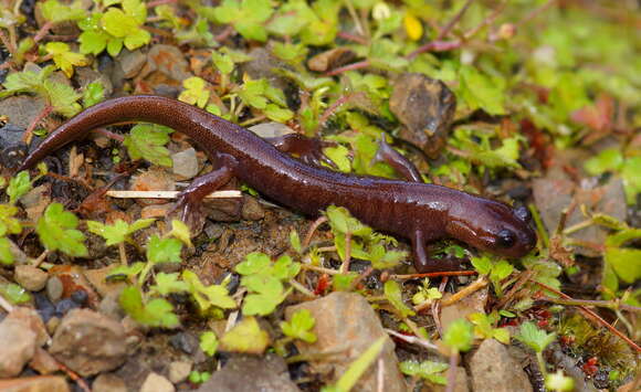 صورة Hynobius arisanensis Maki 1922