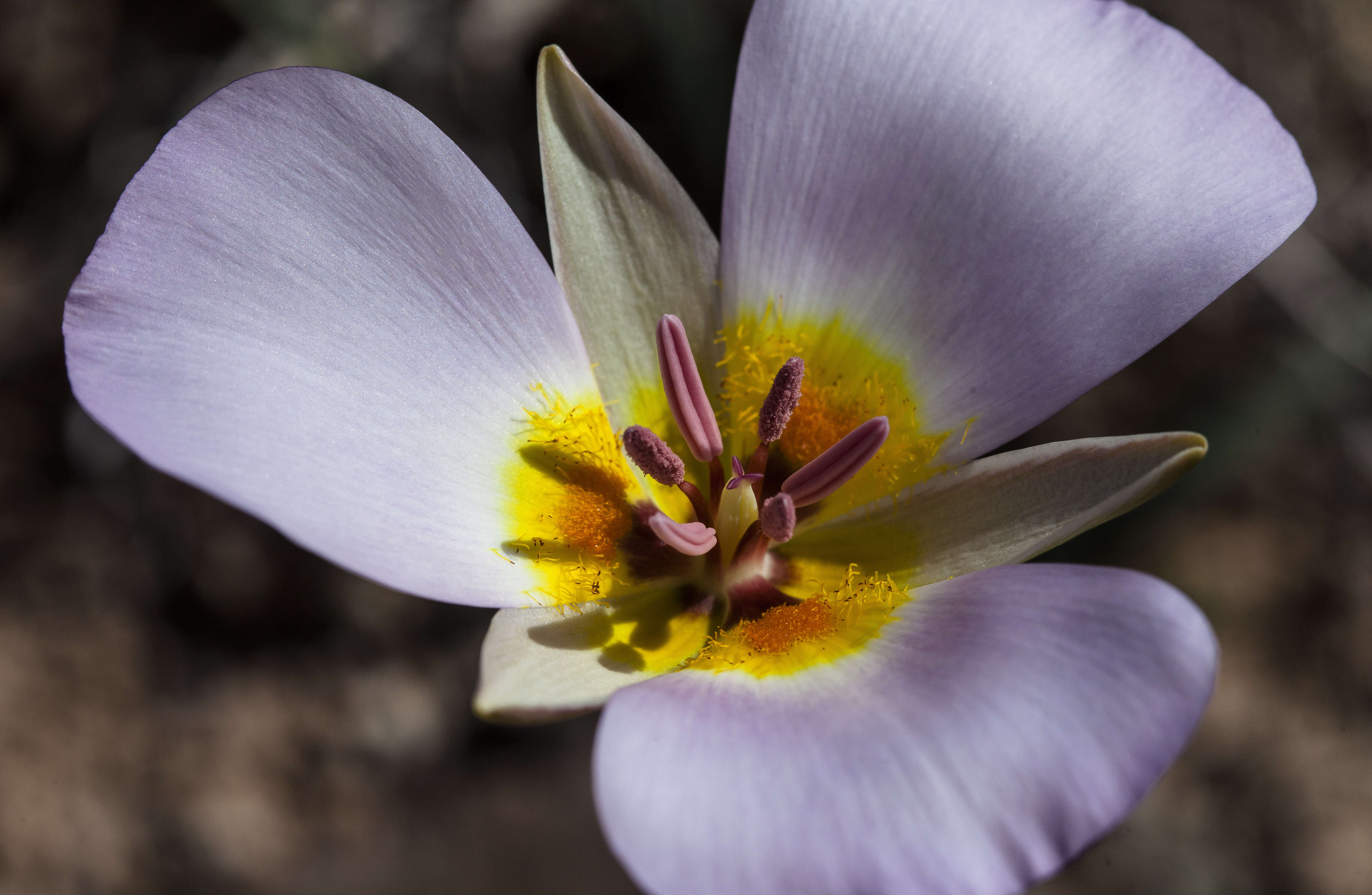 Слика од Calochortus flexuosus S. Watson