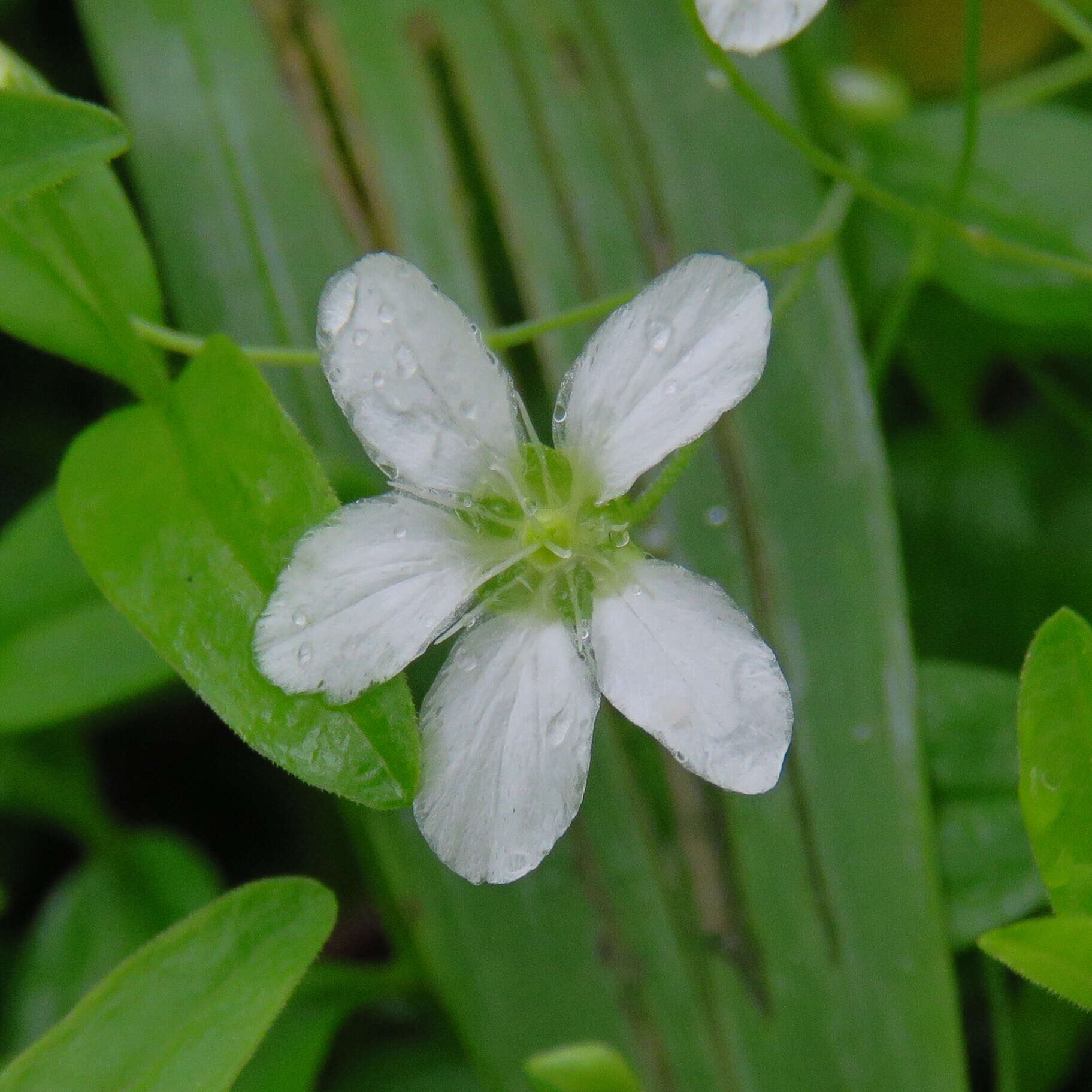 Image of Grove Sandwort