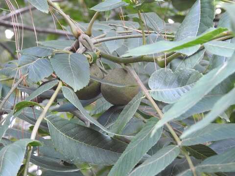 Image of Juglans olanchana Standl. & L. O. Williams