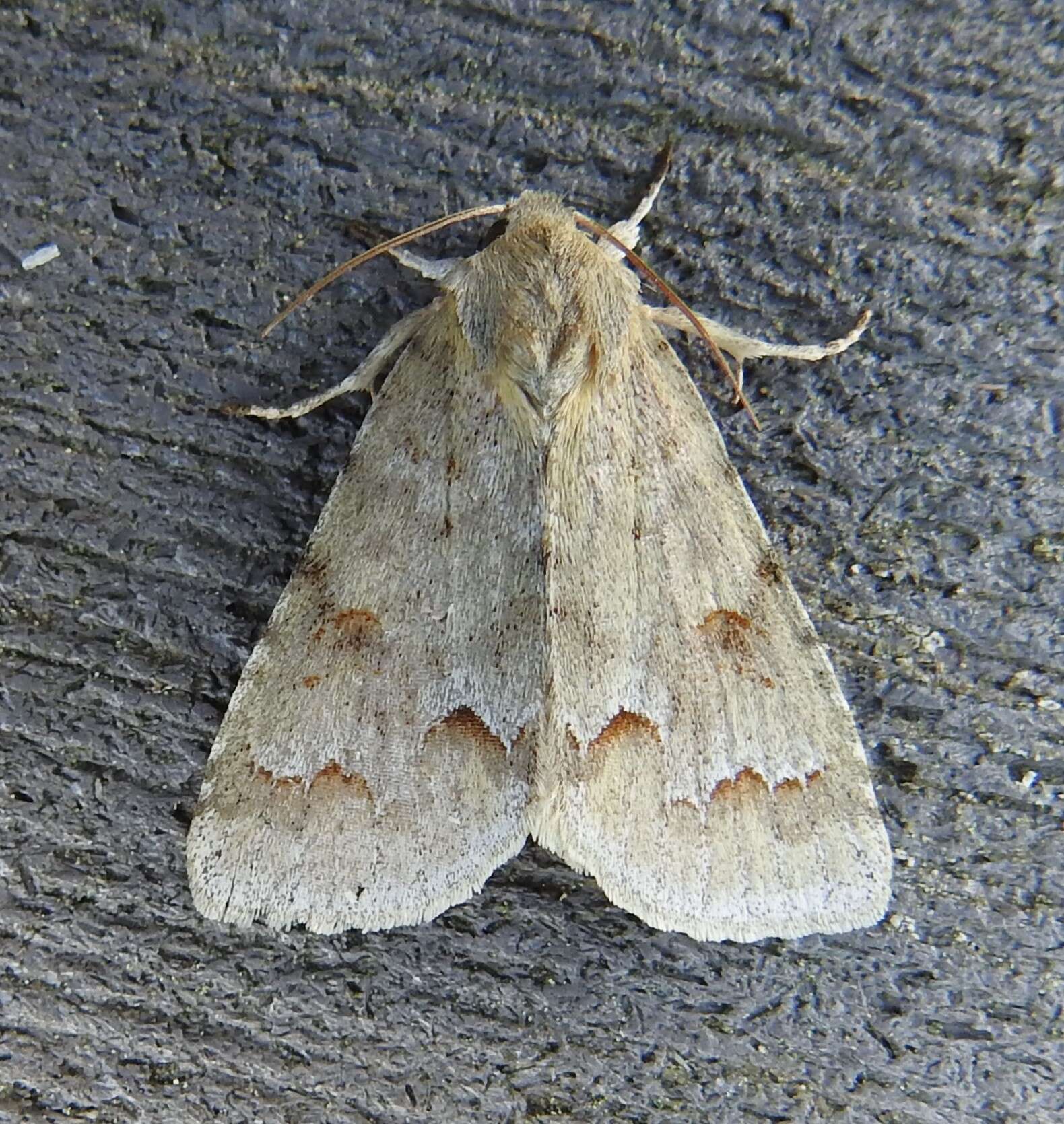 Image of Birch Dagger Moth