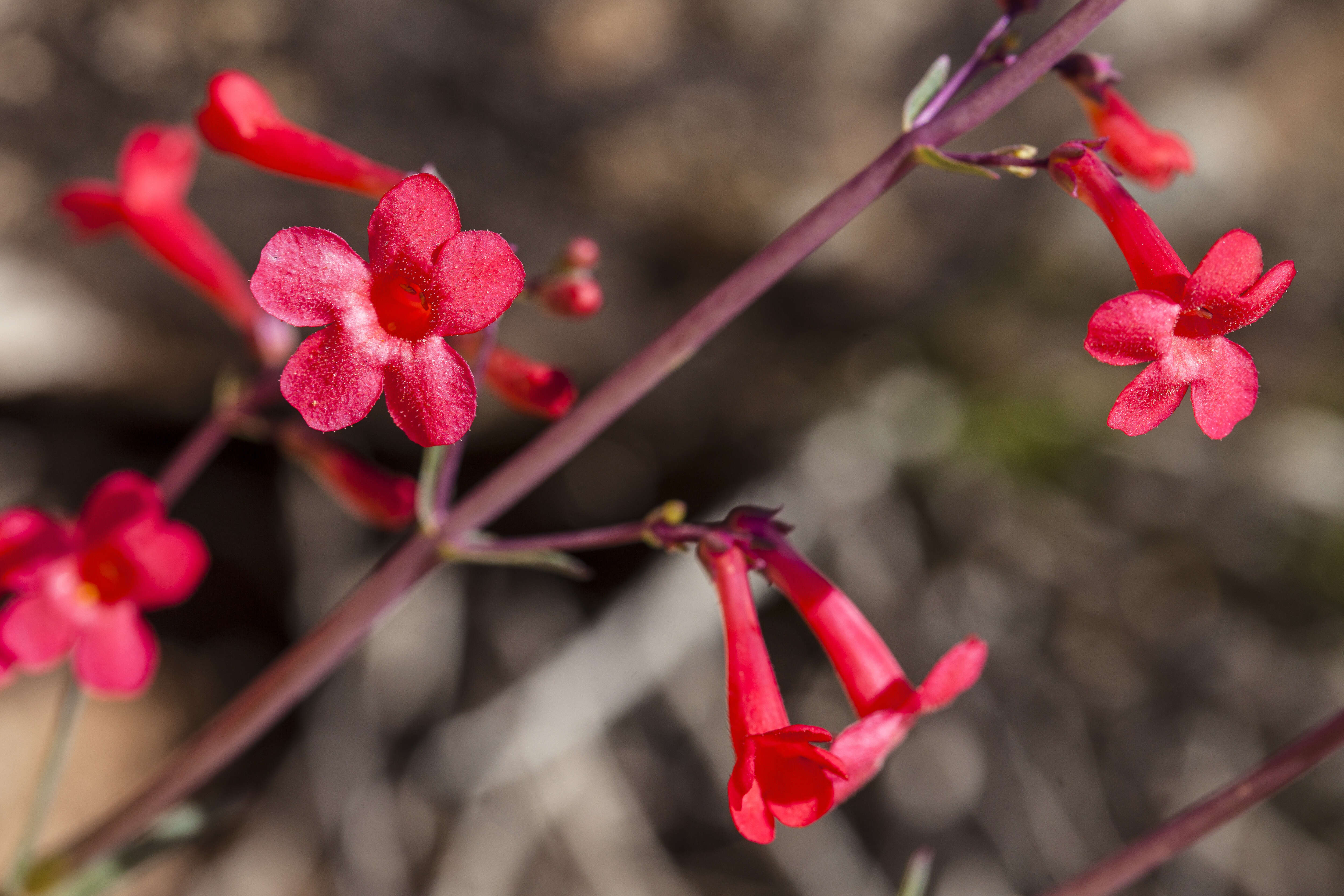 Image of Utah penstemon