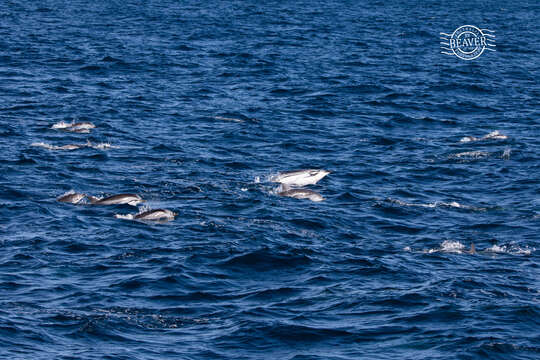 Image of Blue-white Dolphin