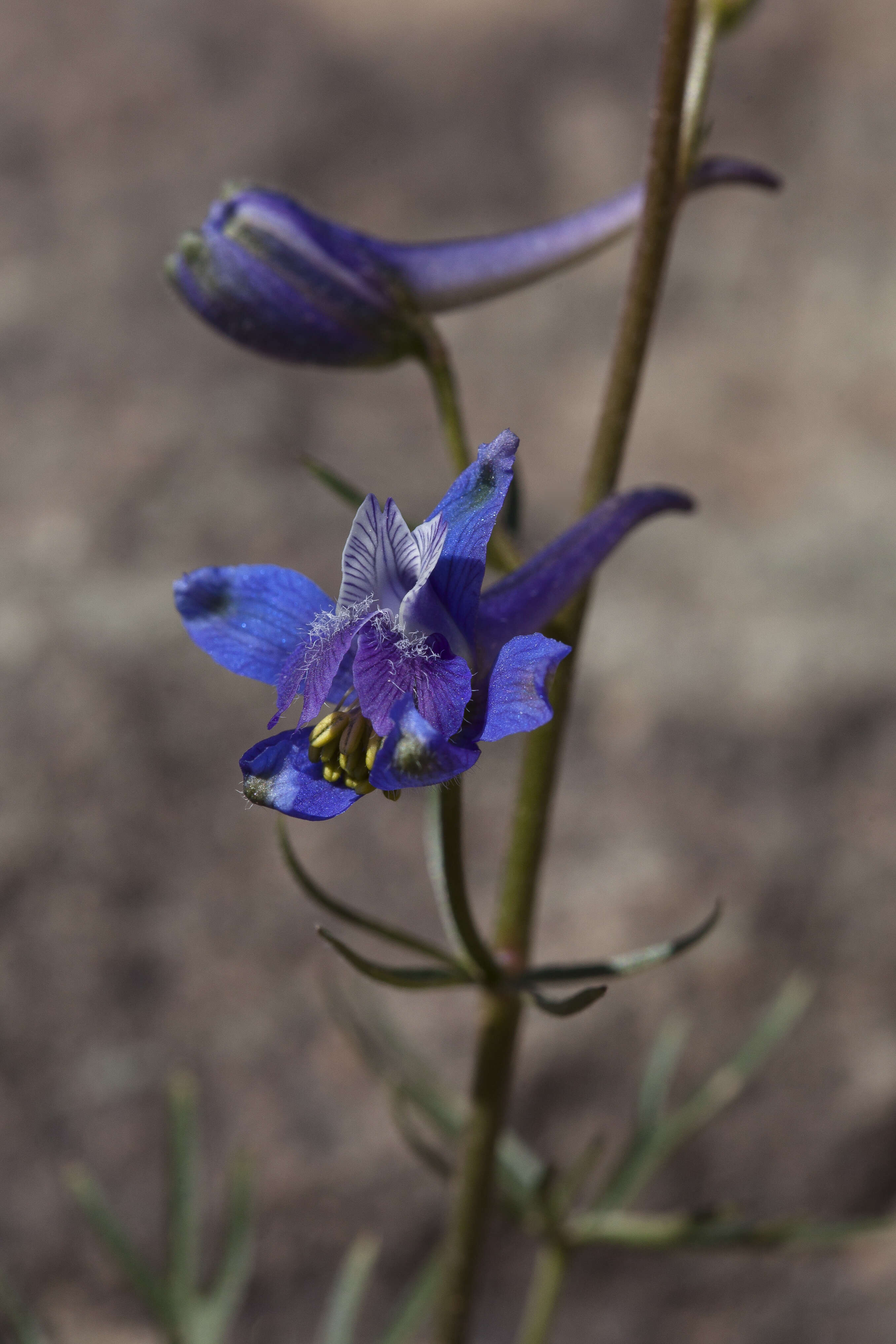 Image of twolobe larkspur