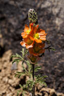 Image of globemallow