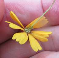 Image of sneezeweed