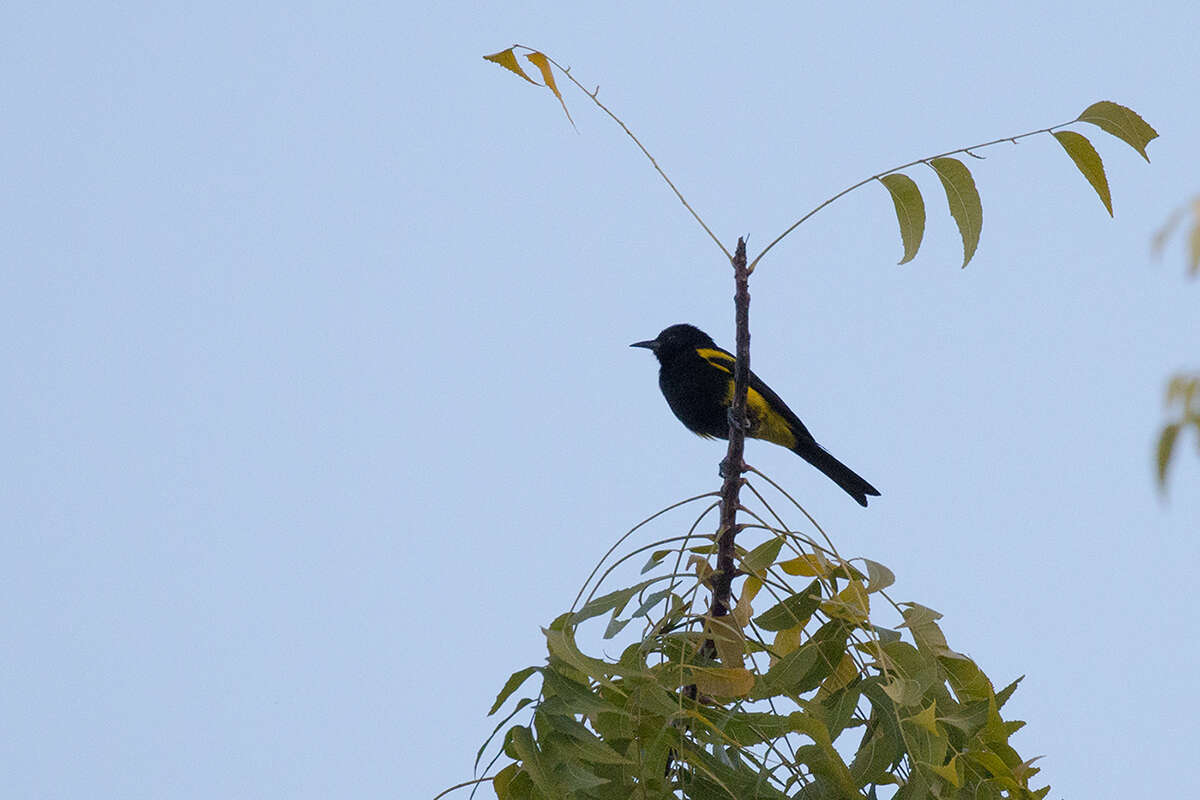 Image of Hispaniolan Oriole