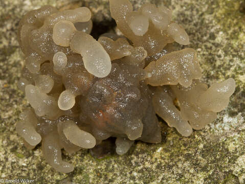 Image of Alcyonidium condylocinereum Porter 2004