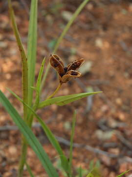 Image of Iphigenia indica (L.) A. Gray ex Kunth