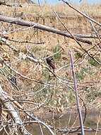 Sivun Accipiter striatus velox (Wilson & A 1812) kuva