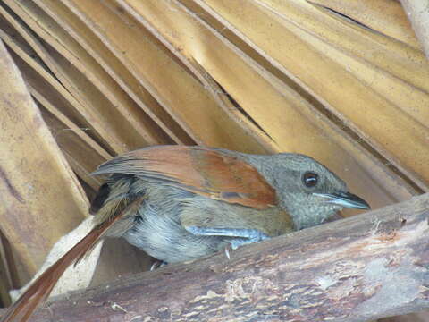 Image of Rufous-breasted Spinetail