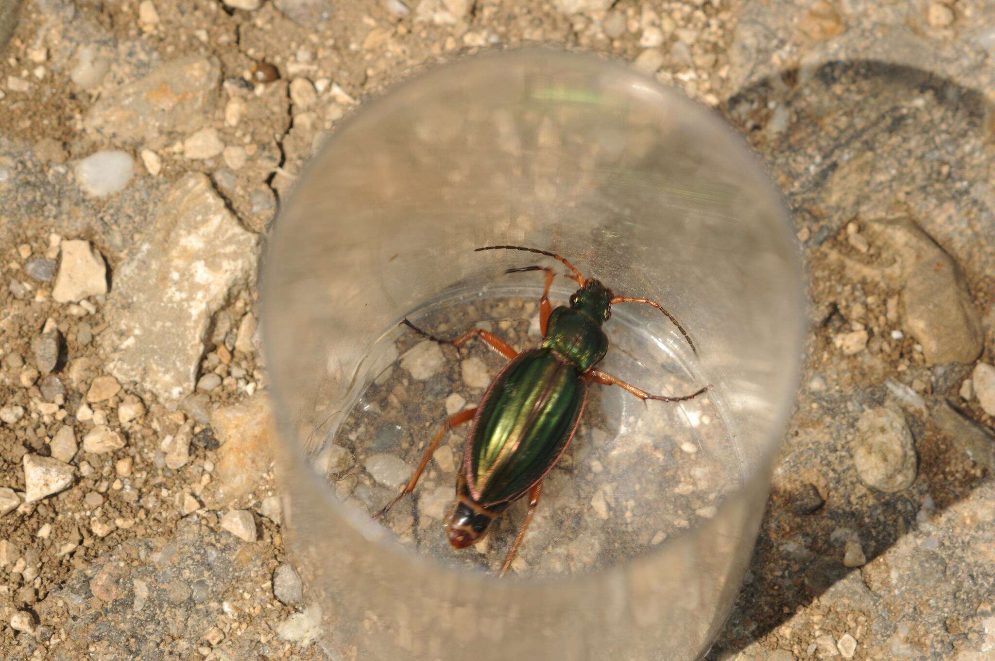 Imagem de Carabus (Tachypus) auratus Linnaeus 1760