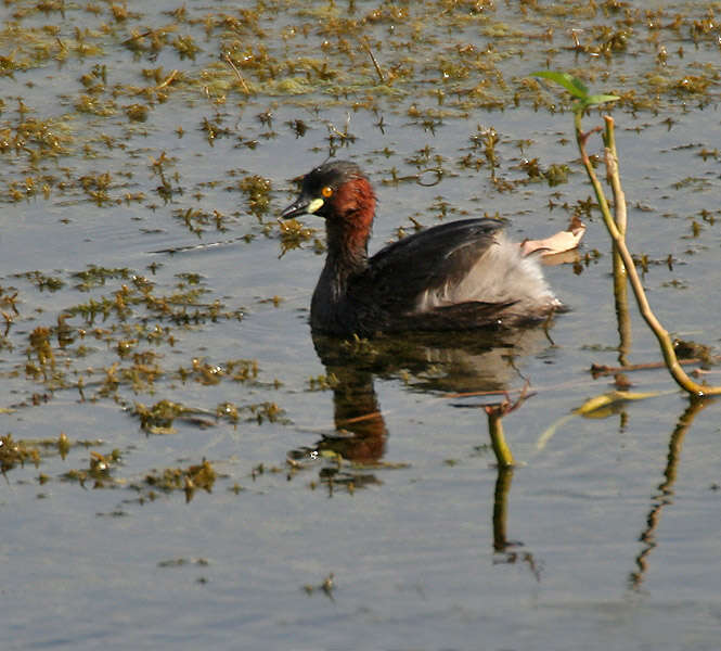 Image of Little Grebe