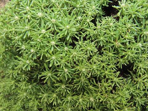 Image of Helichrysum asperum var. comosum (Sch. Bip.) Hilliard