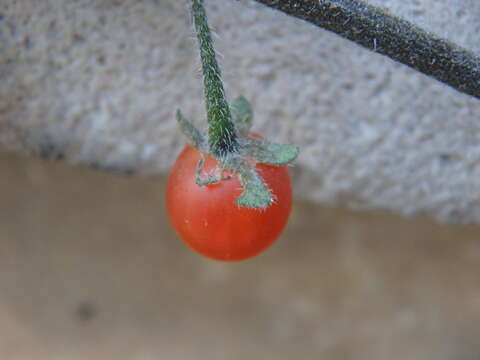 Image of hairy nightshade