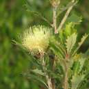 Image of Banksia anatona (A. S. George) A. R. Mast & K. R. Thiele