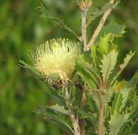 Image of Banksia anatona (A. S. George) A. R. Mast & K. R. Thiele