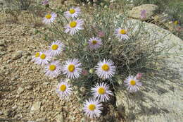 Erigeron parishii A. Gray resmi