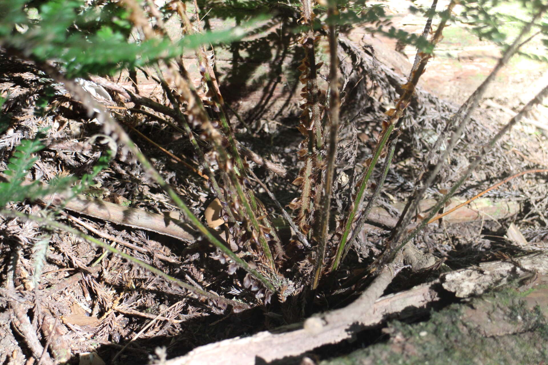 Image de Polystichum parvipinnulum Tag.