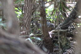 Image of Undulated Tinamou