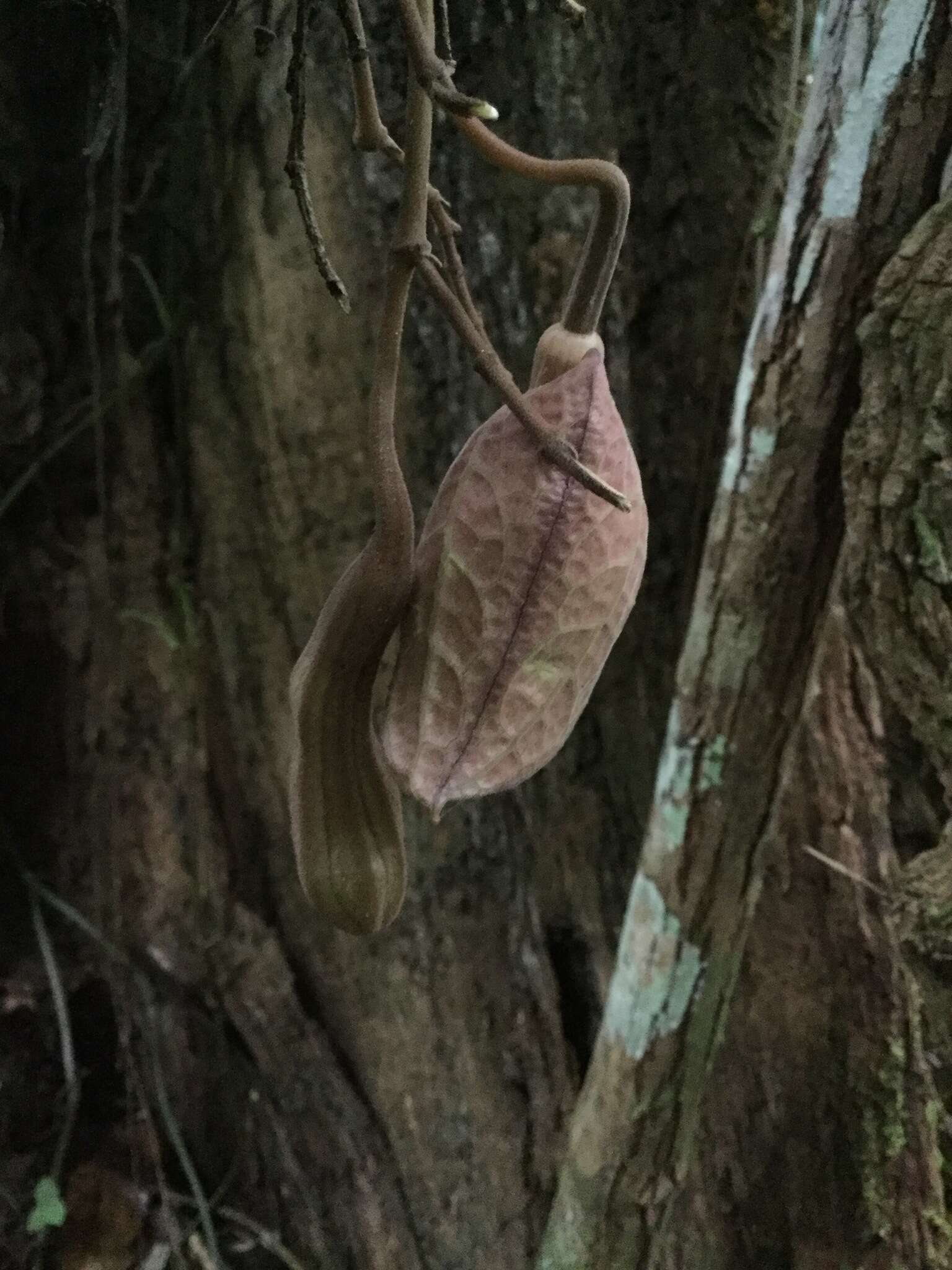 Image of Aristolochia paracleta H. W. Pfeifer