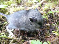 Peromyscus keeni (Rhoads 1894) resmi