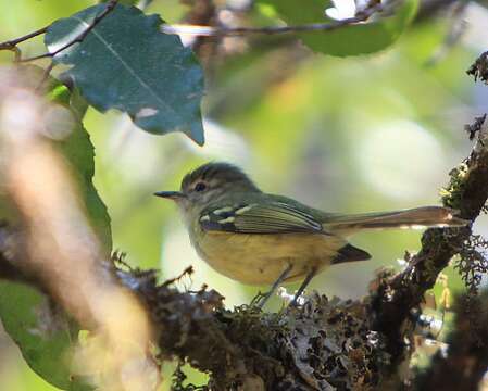 Phylloscartes ventralis (Temminck 1824)的圖片