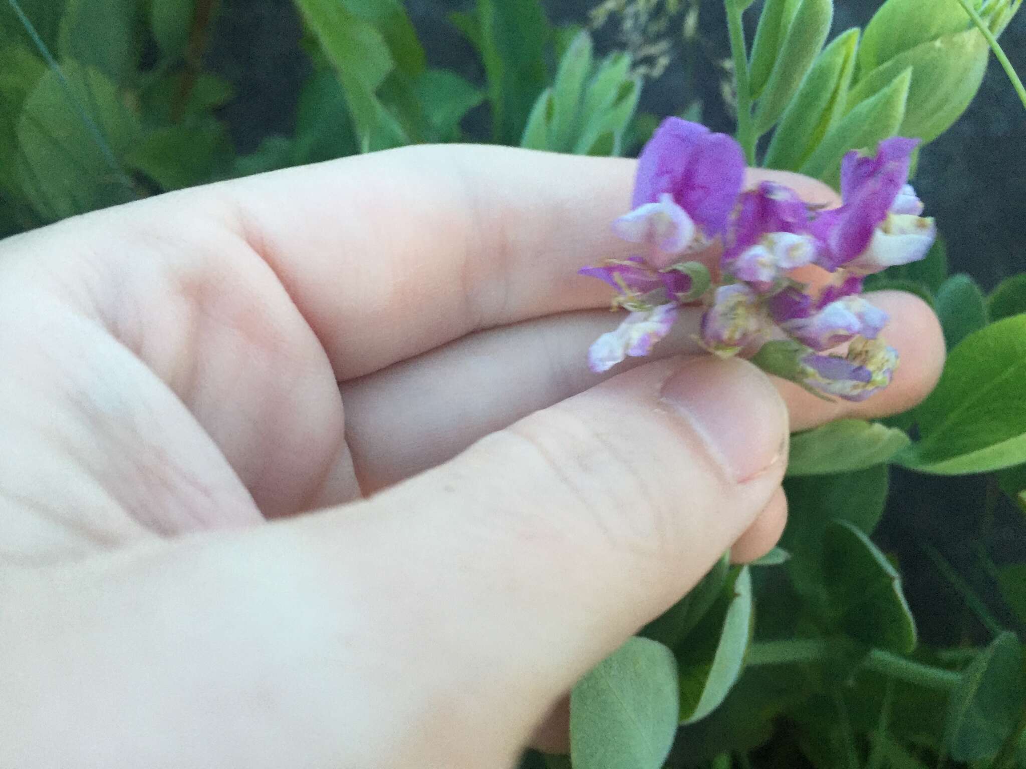 Image of beach pea