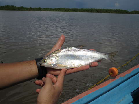 Image of Longfin gizzard shad