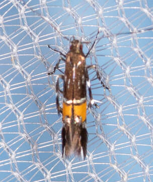 Image of Cosmopterix astrapias Walsingham 1909