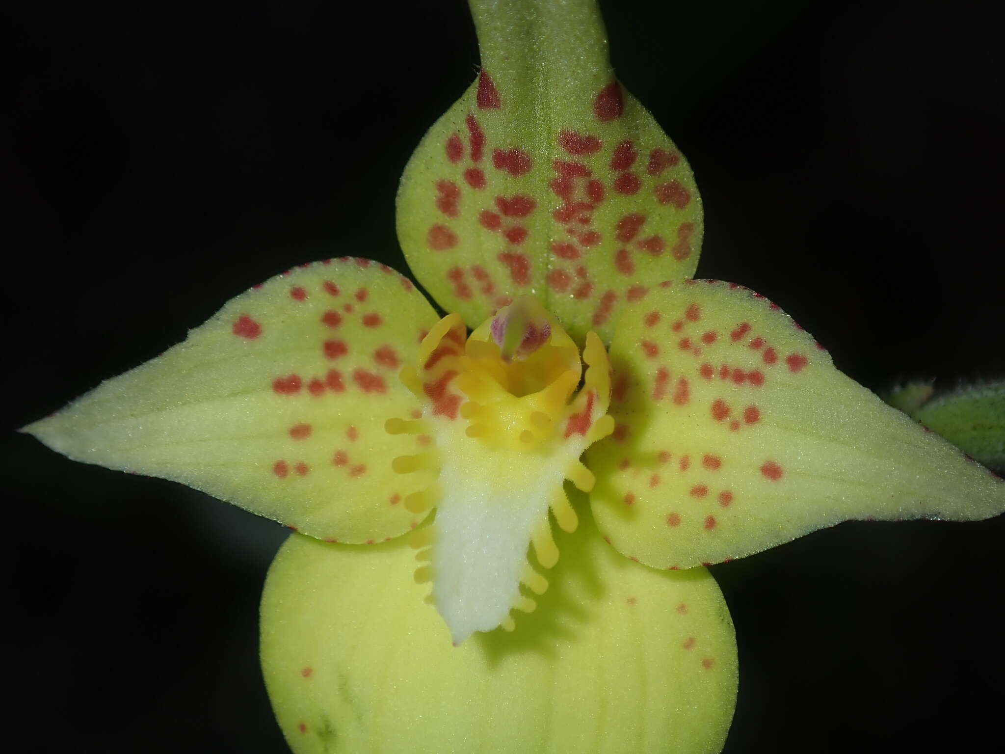 Image de Caladenia flava subsp. maculata Hopper & A. P. Br.