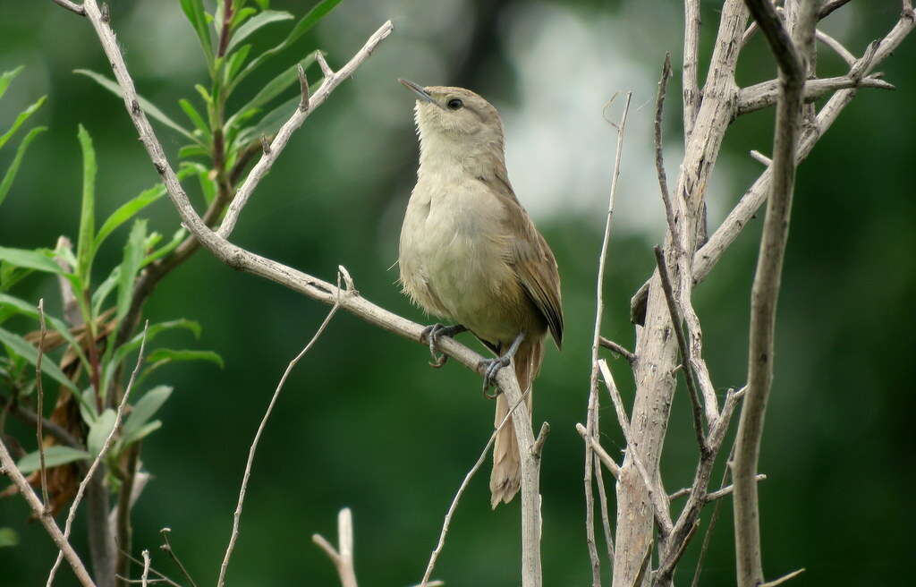 Image of Little Thornbird