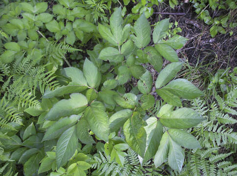 Image of Angelica pubescens Maxim.