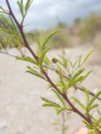 Vachellia vernicosa (Britton & Rose) Seigler & Ebinger resmi