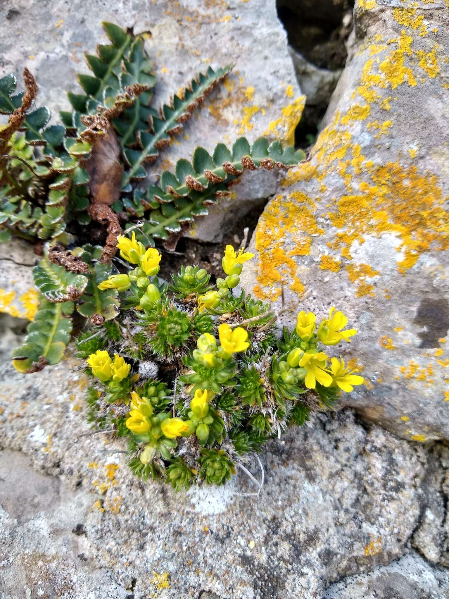 Image of yellow whitlow-grass