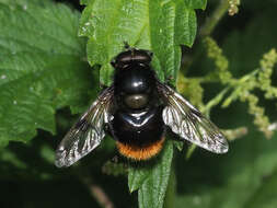 Image of Volucella bombylans bombylans